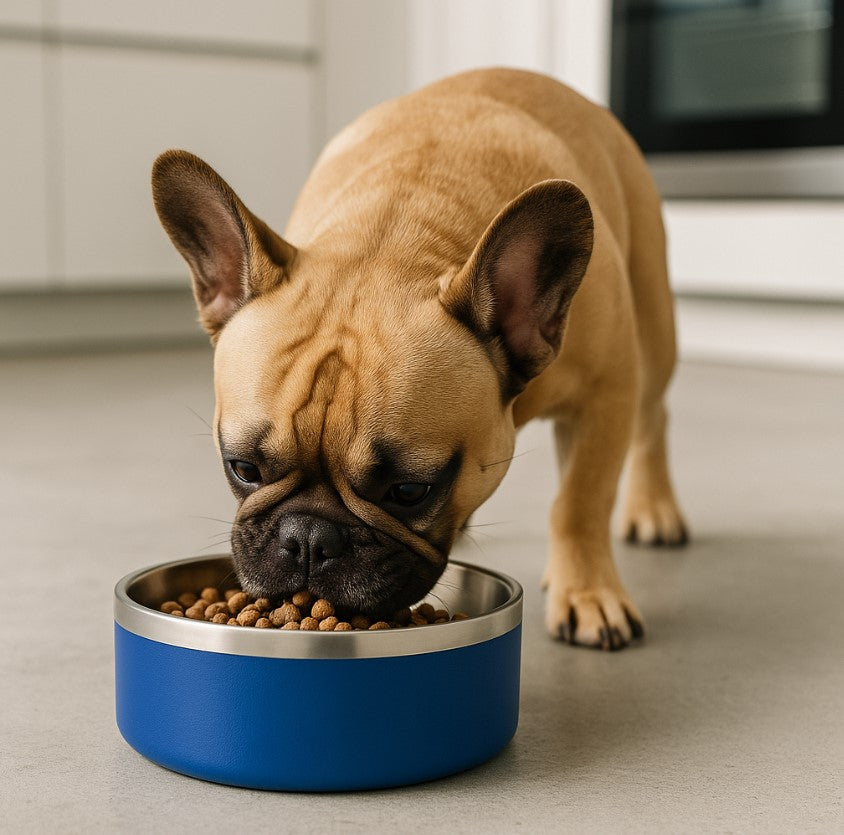 Frenchie eating kibble from a blue stainless steel dog bowl on a kitchen floor; non-slip base keeps the bowl steady