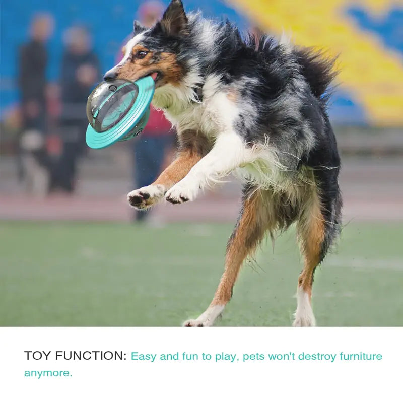 Dog catching the bite-resistant interactive frisbee during outdoor play for exercise and training fun